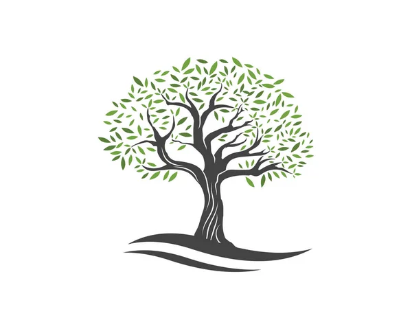 Olive tree vectorillustratie — Stockvector