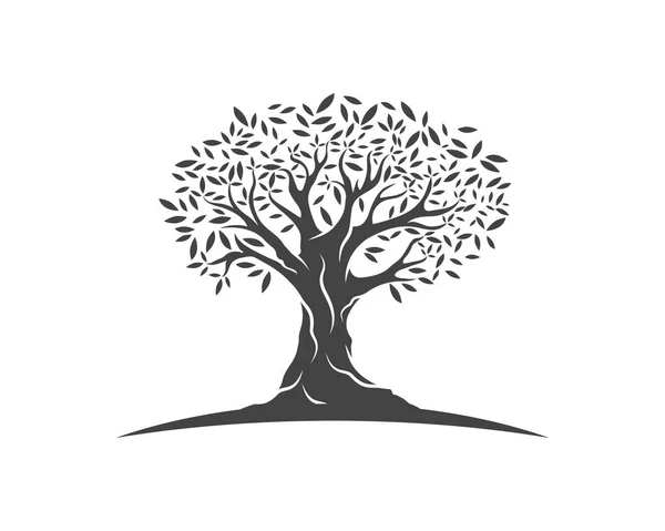 Oliwka drzewo ilustracja wektorowa — Wektor stockowy
