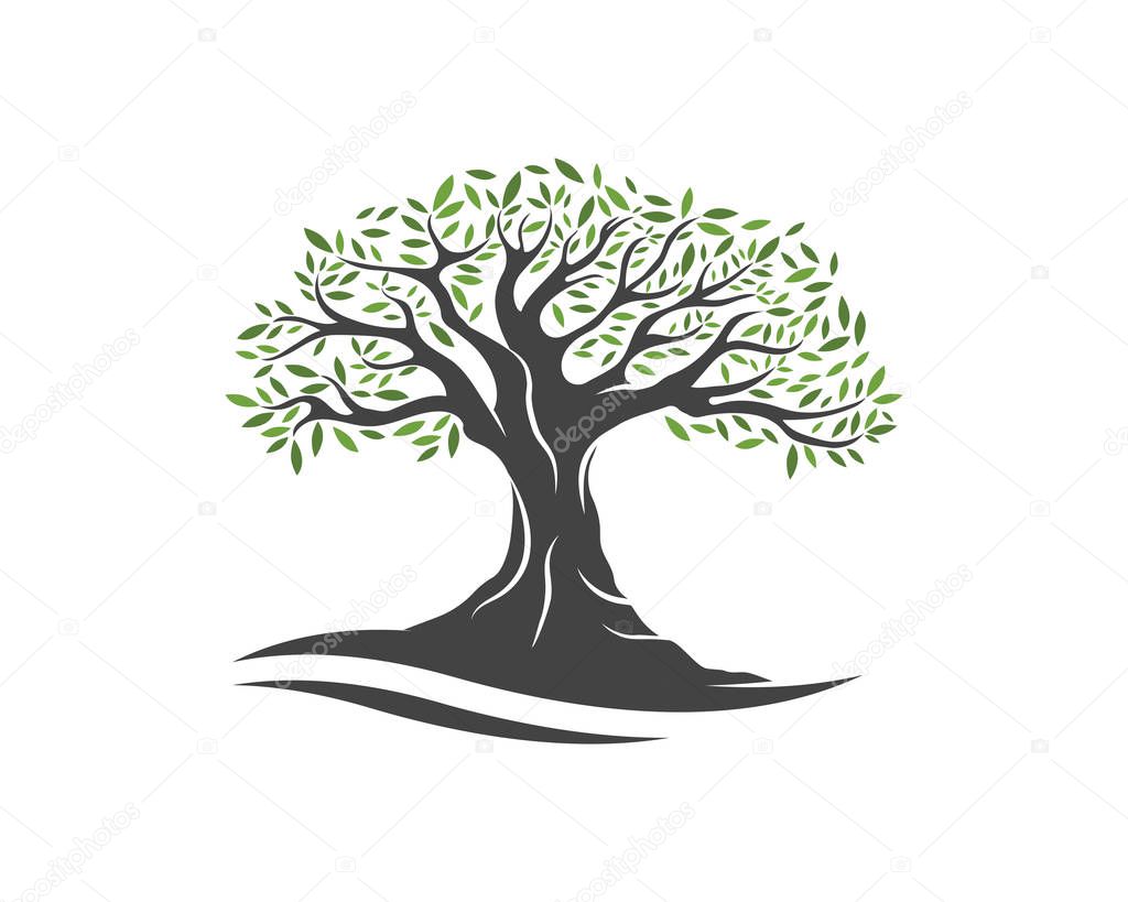 Olive tree vector illustration design template