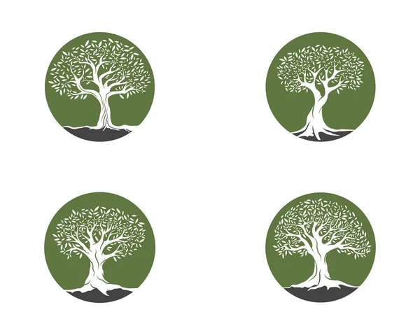 Illustration vectorielle des oliviers — Image vectorielle