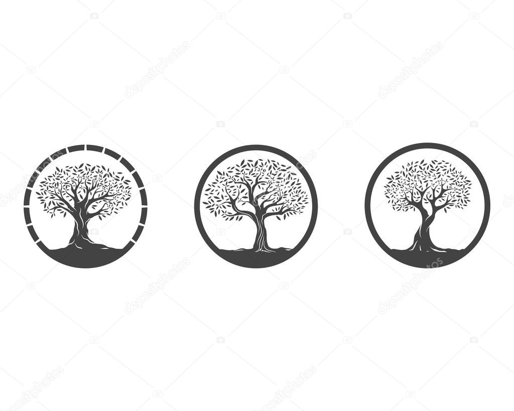 Olive tree vector illustration