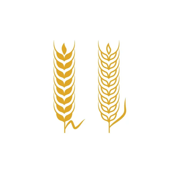 Agriculture wheat vector — Stock Vector