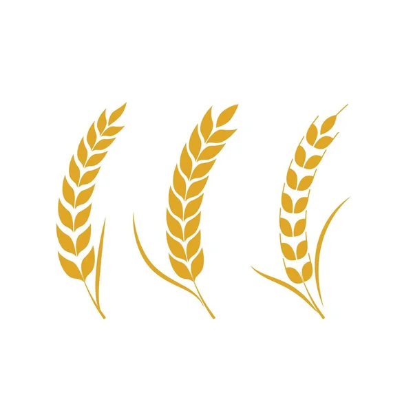 Agriculture wheat vector — Stock Vector