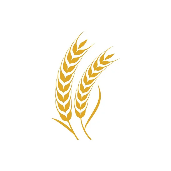 Agriculture wheat vector — Stock Vector