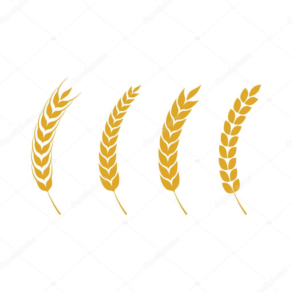 Agriculture wheat vector icon design