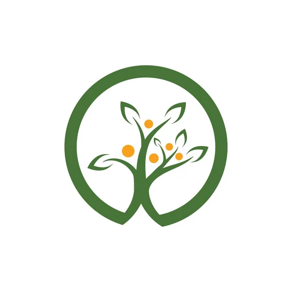 Soy Ağacı Logosu şablon vektörü — Stok Vektör