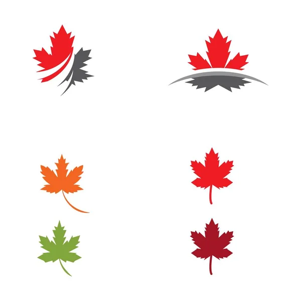 Maple leaf vector illustration — Stock Vector