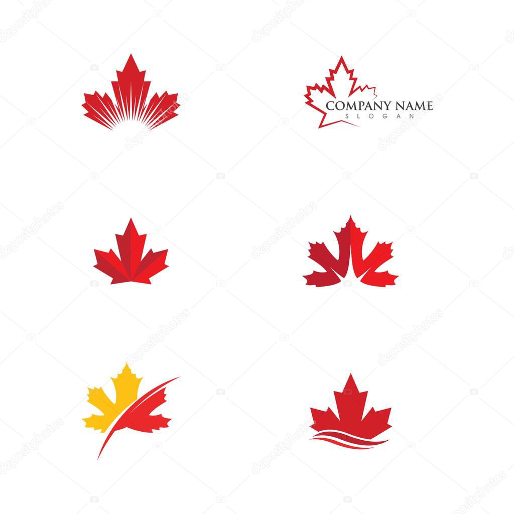 Maple leaf vector illustration design template