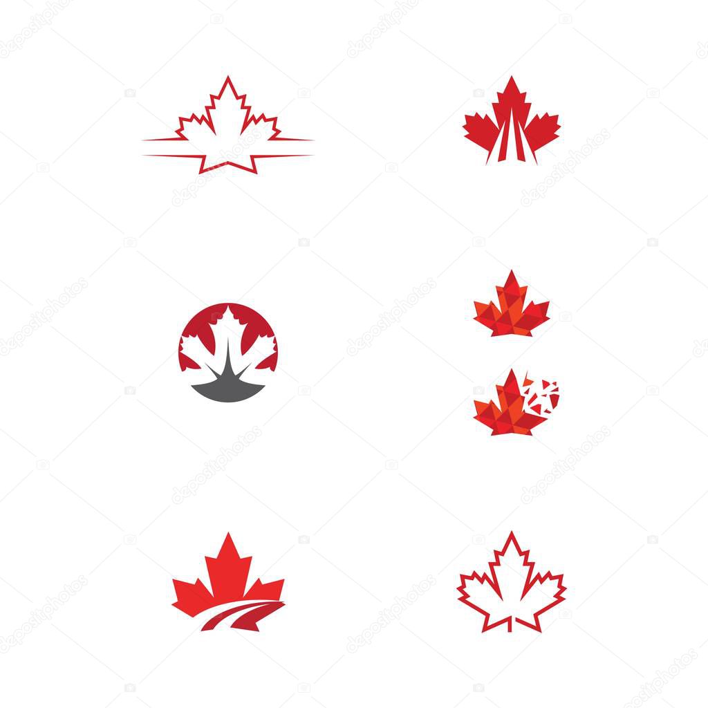 Maple leaf vector illustration design template