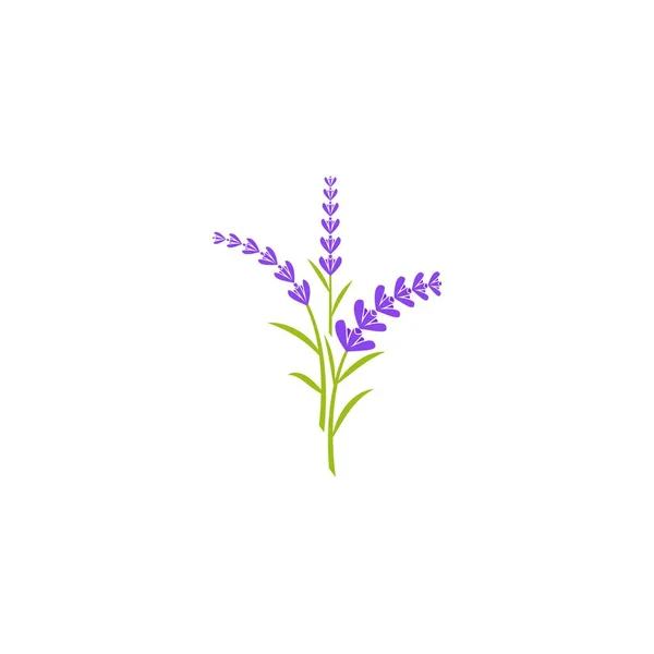 Lavendel Bloem Vector Pictogram Illustratie Ontwerp Template — Stockvector