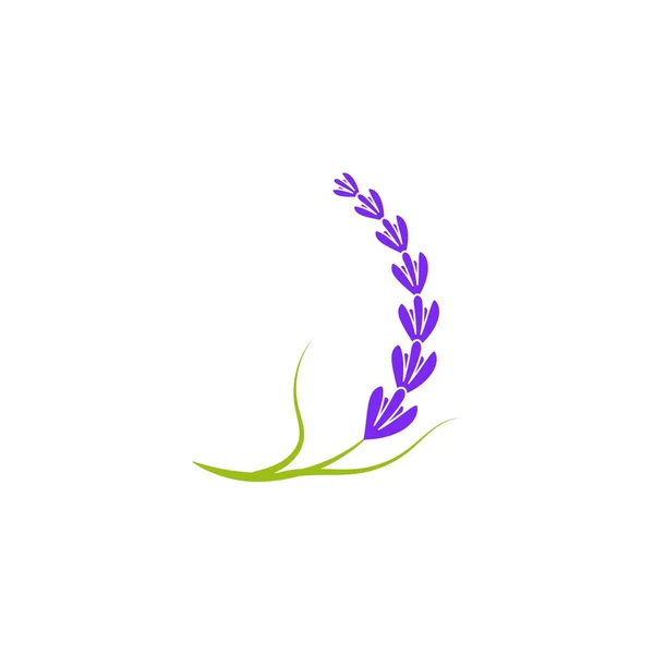 Lavender Flower Vector Icon Illustration Design Template — Stock Vector