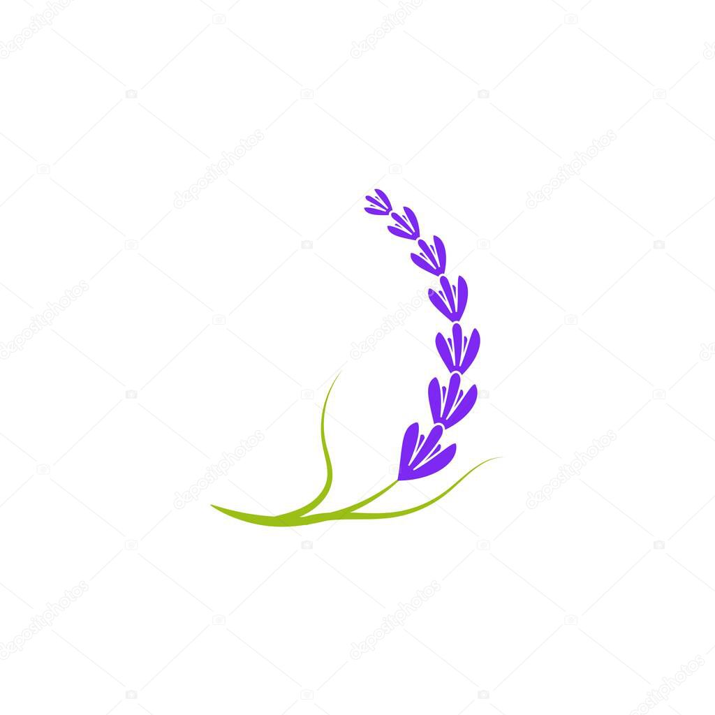 Lavender flower Vector icon illustration design Template
