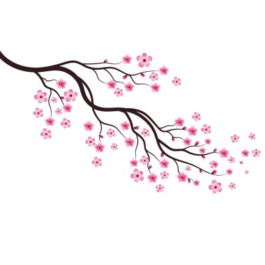 Sakura Güzellik Çiçeği Vektör Resim Tasarımı