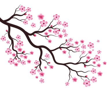 Sakura Güzellik Çiçeği Vektör Resim Tasarımı