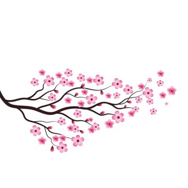 Sakura Güzellik Çiçeği Vektör Resim Tasarımı