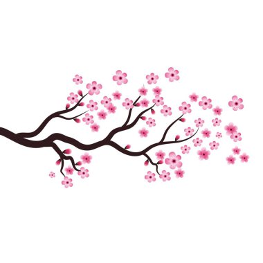 Sakura Güzellik Çiçeği Vektör Resim Tasarımı