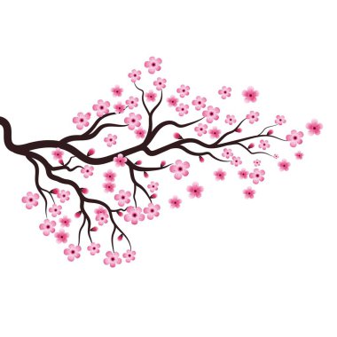 Sakura Güzellik Çiçeği Vektör Resim Tasarımı