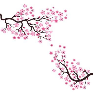 Sakura Güzellik Çiçeği Vektör Resim Tasarımı