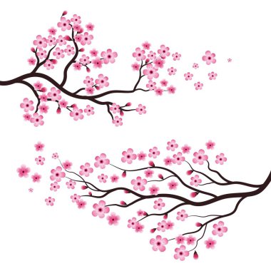 Sakura Güzellik Çiçeği Vektör Resim Tasarımı