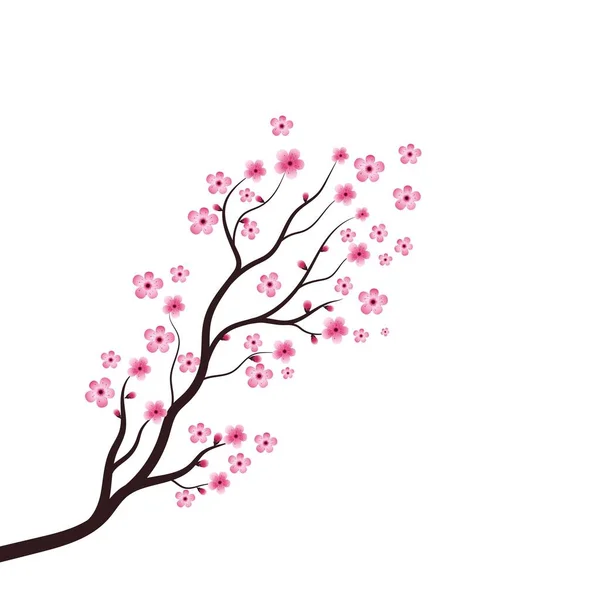 Sakura Güzellik Çiçeği Vektör Resim Tasarımı — Stok Vektör