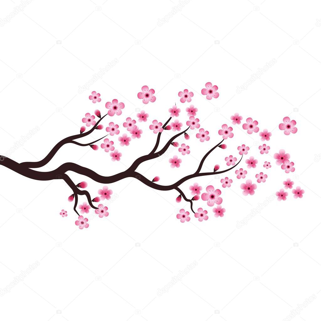 Sakura Beauty flower Vector icon illustration design