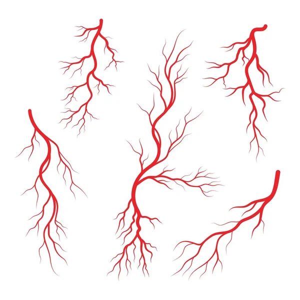 Plantilla Diseño Ilustración Venas Arterias Humanas — Vector de stock