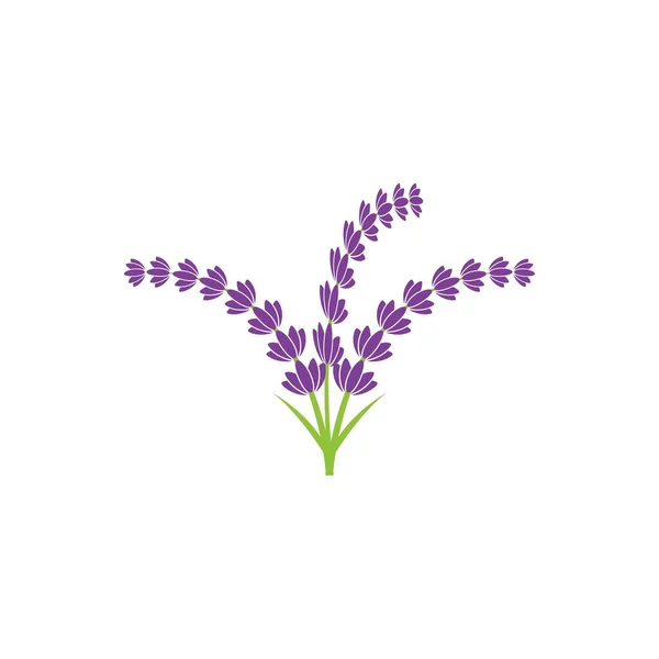 Modèle Illustration Icône Vectorielle Fleur Lavande — Image vectorielle