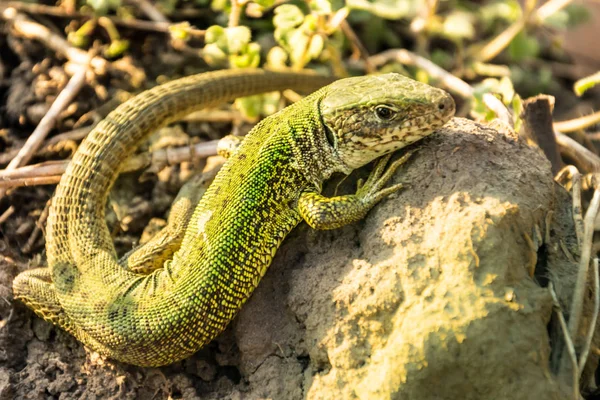 güneşin altında oturan bir yetişkin erkek yassı kertenkele fotoğraf stok