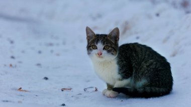 Dışarıda kar üzerinde yürüyen gri kedi yavrusu portresi