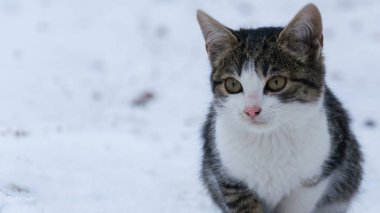 Dışarıda kar üzerinde yürüyen gri kedi yavrusu portresi