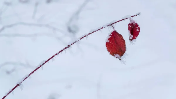 Красные ледяные листья — стоковое фото