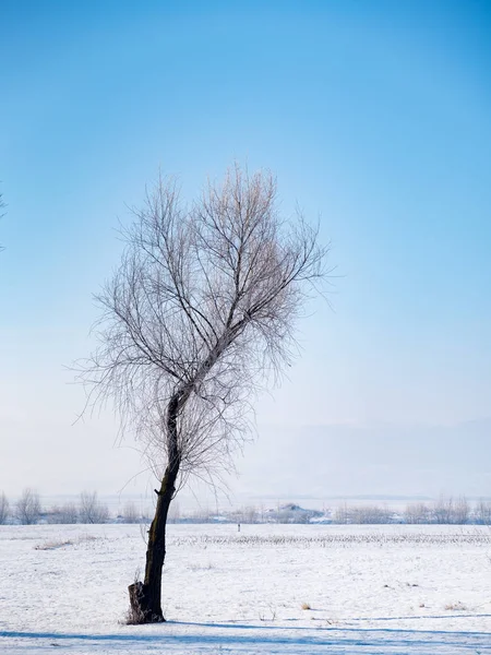 Mesteacăn într-un peisaj rece de iarnă cu zăpadă și îngheț — Fotografie, imagine de stoc
