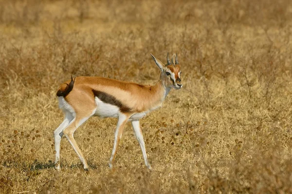 Nahaufnahme Der Weiblichen Thomson Gazelle Eudorcas Thomsonii Der Trockenzeit Auf — Stockfoto