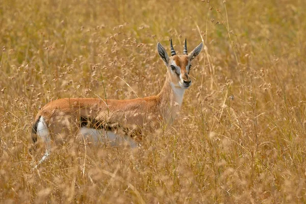 Close Female Thomson Gazelle Eudorcas Thomsonii Dry Season Yellow Grass — Stock Photo, Image