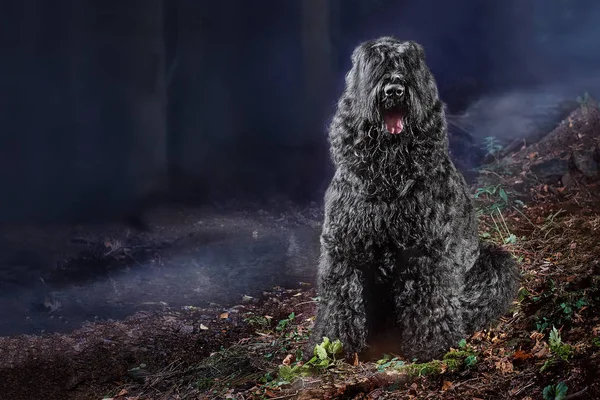 Large dog breed Black Russian terrier sits near rivulet in autumn enchanted foggy forest by night. Concept dog werewolf in fairytale night blue forest by moonlight, horizontal  photo