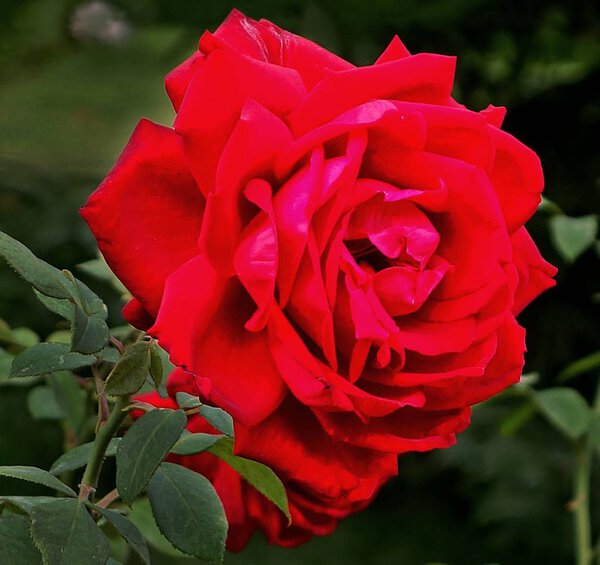 Red rose flower in the garden in the beginning of September