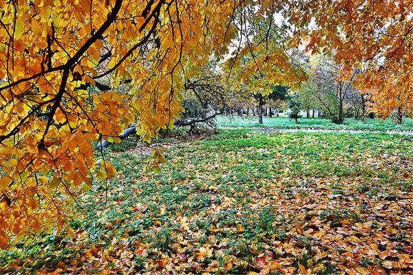 Sonbaharda eski parkta sarı ağaçlar ve düşmüş yaprakları
