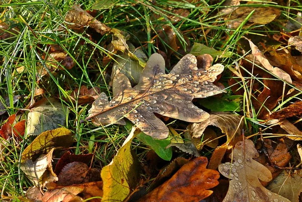Fallen Leaves Oak Drops Morning Dew Autumn Night Frost — Stock Photo, Image