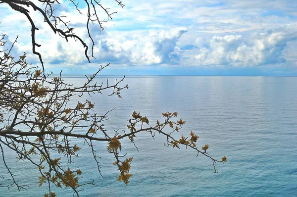 Çiçek açan çiçeklerle ağaç dalı, fırtına ve gökyüzünden sonra deniz