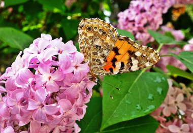Batterfly bir mayıs günü yağmurdan sonra leylak çiçek üzerinde