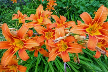 Haziran bahçesinde çiçekli daylily ile çiçek yatak