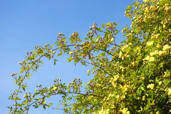 Branches Rose Grimpante Sur Fond Ciel Bleu — Photo