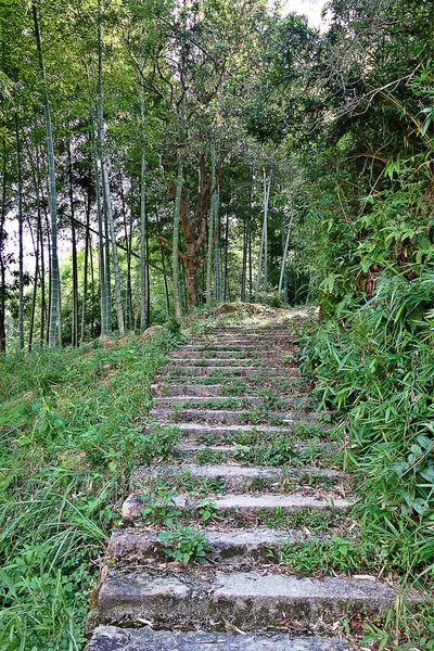 Escadaria Bosque Bambu Usado Pelos Agricultores Para Chegar Campo Montanha — Fotografia de Stock