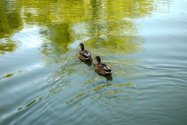 Moskova 'daki Novodevichiy gölet suyundaki genç yaban ördekleri.