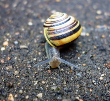 Yağmurdan sonra asfalt yolda salyangoz.