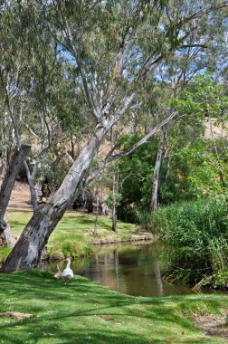 Pastoral Avustralya Açık doğal ortamda Avustralya okaliptüs ağaçları ve bushland çevrili büyük gölet ile.