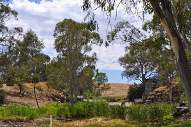 Pastoral Avustralya Açık doğal ortamda Avustralya okaliptüs ağaçları ve bushland çevrili büyük gölet ile.