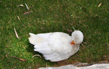Beyaz yeşil çim kaz. Arka planda bir göl olduğunu.