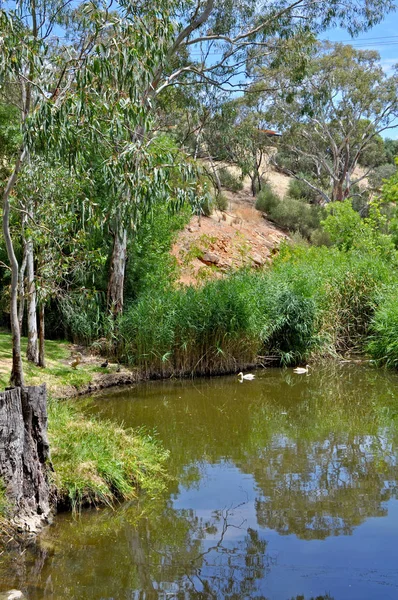 Idyllic Australian Outdoor Natural Setting Large Pond Surrounded Australian Eucalyptus — Stock Photo, Image