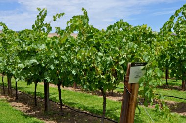 Jacobs Creek Şaraphanesinde, Barossa Valley, Güney Avustralya, Avustralya'nın önde gelen şarap yapım bölgelerinden biri olan yeşil üzüm bağları